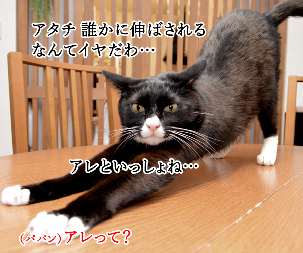 パパンと一緒にストレッチしませんこと？　猫の写真で４コマ漫画　３コマ目ッ