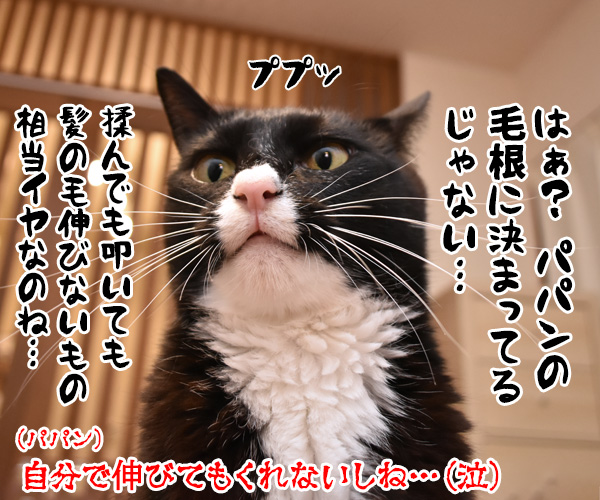 パパンと一緒にストレッチしませんこと？　猫の写真で４コマ漫画　４コマ目ッ