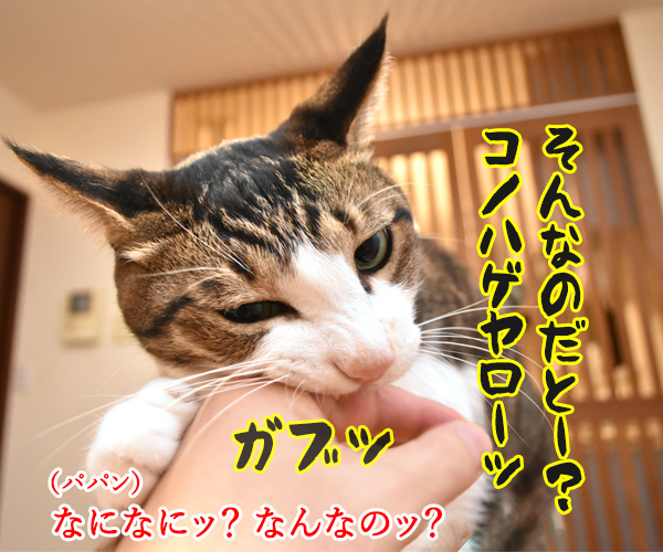 沢尻エリカがMDMA所持で逮捕されちゃったのよッ　猫の写真で４コマ漫画　３コマ目ッ