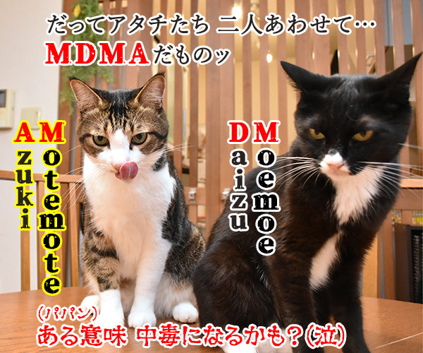 沢尻エリカがMDMA所持で逮捕されちゃったのよッ　猫の写真で４コマ漫画　４コマ目ッ