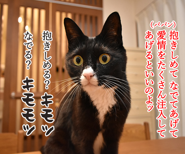 動物が弱っている時はたくさん愛情を注入してあげるといいのよッ　猫の写真で４コマ漫画　２コマ目ッ