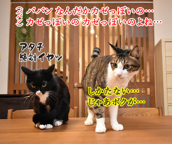 動物が弱っている時はたくさん愛情を注入してあげるといいのよッ　猫の写真で４コマ漫画　３コマ目ッ