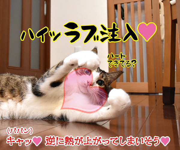 動物が弱っている時はたくさん愛情を注入してあげるといいのよッ　猫の写真で４コマ漫画　４コマ目ッ