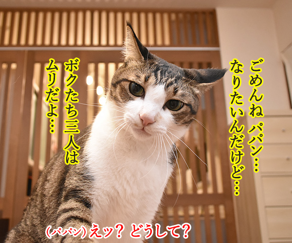 あずだいパパンも「ワンチーム」になりたいのッ　猫の写真で４コマ漫画　３コマ目ッ