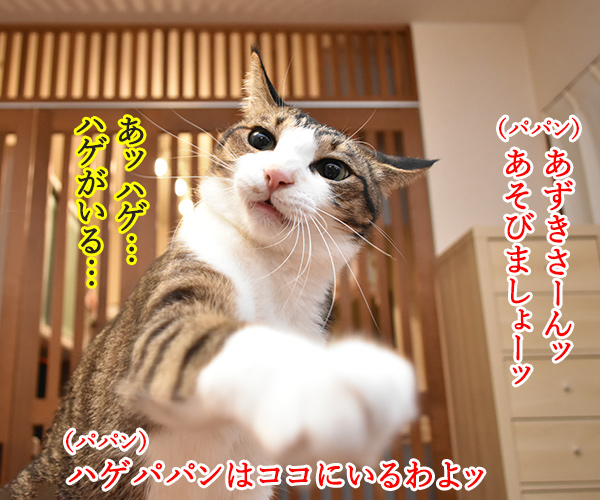 パパンは東京のハゲ…　猫の写真で４コマ漫画　１コマ目ッ