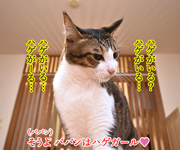 パパンは東京のハゲ…　猫の写真で４コマ漫画　２コマ目ッ