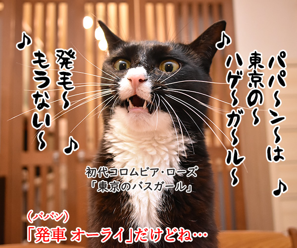 パパンは東京のハゲ…　猫の写真で４コマ漫画　３コマ目ッ