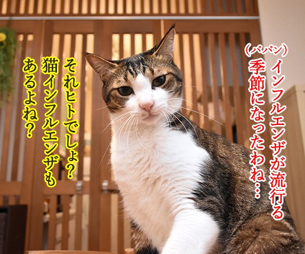 インフルエンザが流行ってるみたいなのッ　猫の写真で４コマ漫画　１コマ目ッ