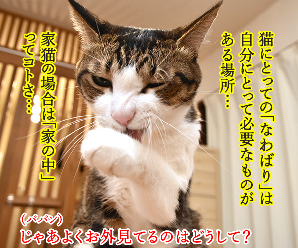 猫さんの「なわばり」って？　猫の写真で４コマ漫画　１コマ目ッ