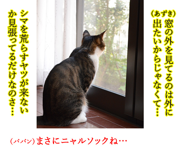 猫さんの「なわばり」って？　猫の写真で４コマ漫画　２コマ目ッ