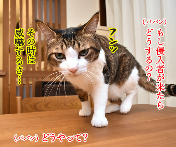 猫さんの「なわばり」って？　猫の写真で４コマ漫画　３コマ目ッ