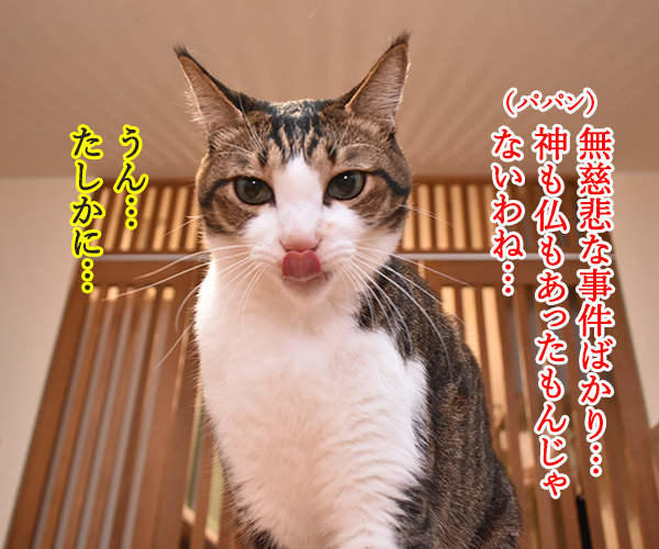 神も仏もあったもんじゃないわよねッ　猫の写真で４コマ漫画　２コマ目ッ