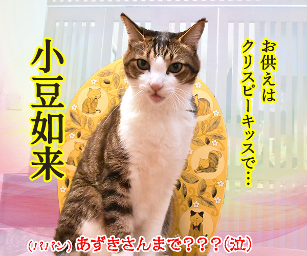 神も仏もあったもんじゃないわよねッ　猫の写真で４コマ漫画　５コマ目ッ