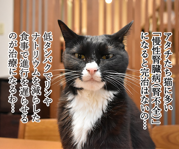 猫さんに多い病気は慢性腎臓病（腎不全）なのよッ