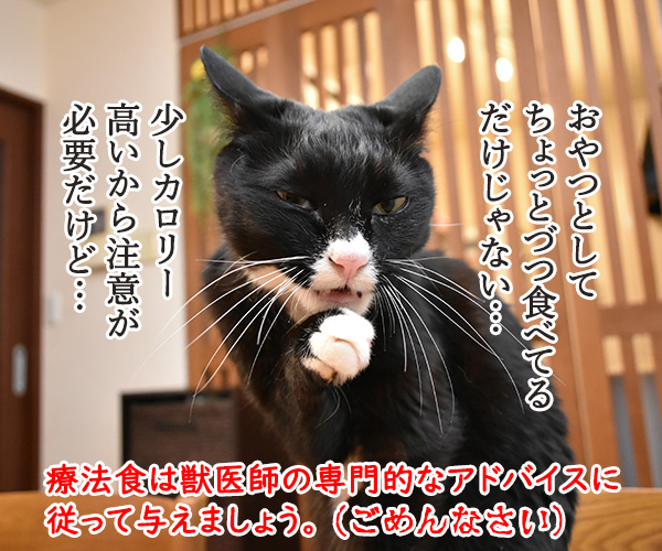 猫さんに多い病気は慢性腎臓病（腎不全）なのよッ　猫の写真で４コマ漫画　５コマ目ッ