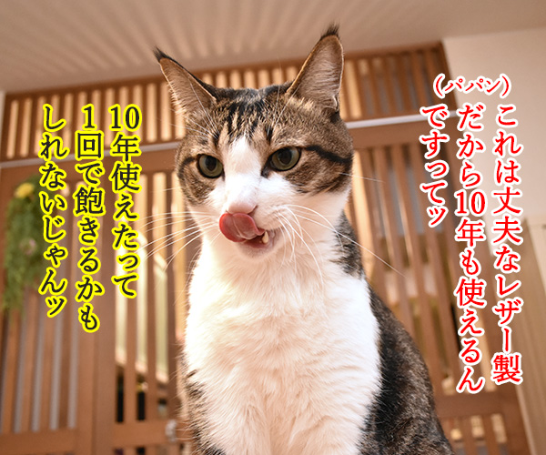 どうしても使ってほしいじゃらしがあるのッ　猫の写真で４コマ漫画　２コマ目ッ