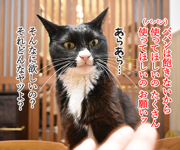 どうしても使ってほしいじゃらしがあるのッ　猫の写真で４コマ漫画　３コマ目ッ