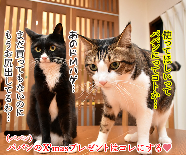 どうしても使ってほしいじゃらしがあるのッ　猫の写真で４コマ漫画　４コマ目ッ