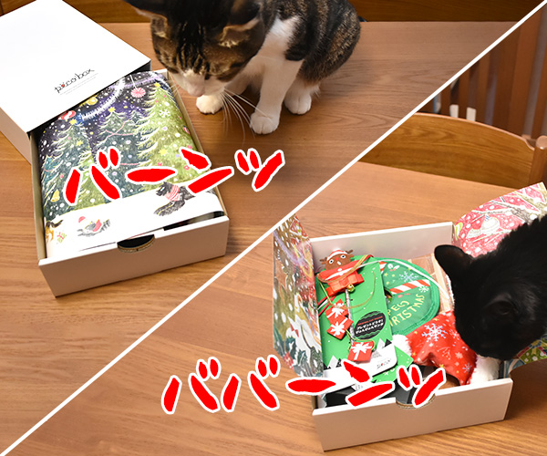 PECOBOXの12月号はクリスマス特別号なのッ　猫の写真で４コマ漫画　２コマ目ッ