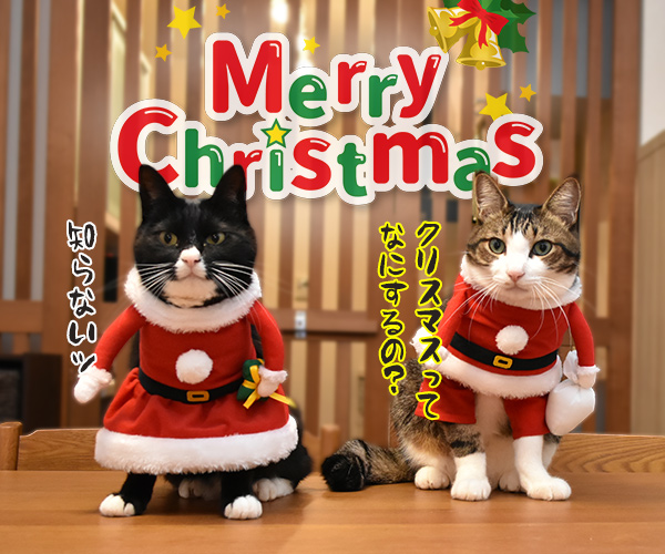 サンタガールとサンタボーイがプレゼントをお届けするわよッ　猫の写真で４コマ漫画　５コマ目ッ