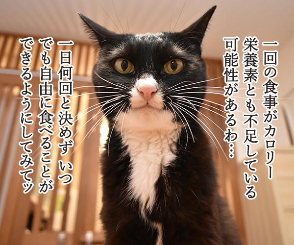 教えてッ だいず先生ッ 「この食欲は異常かしら？」　猫の写真で４コマ漫画　２コマ目ッ