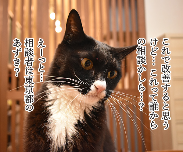 教えてッ だいず先生ッ 「この食欲は異常かしら？」　猫の写真で４コマ漫画　３コマ目ッ