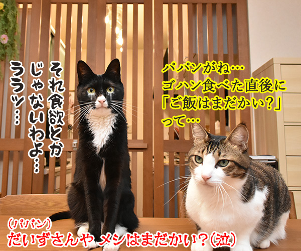 教えてッ だいず先生ッ 「この食欲は異常かしら？」　猫の写真で４コマ漫画　４コマ目ッ