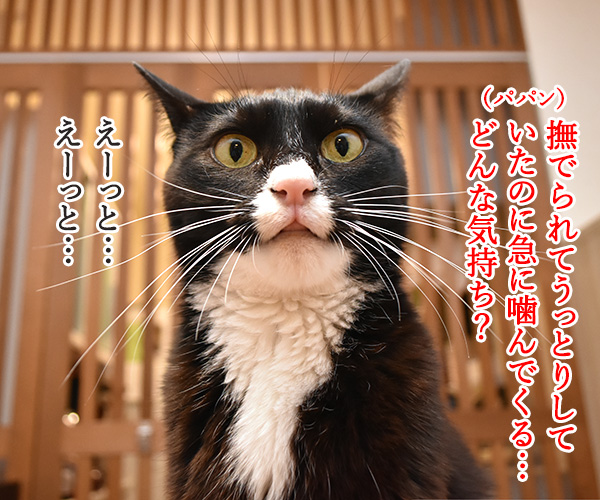 教えてッ だいず先生ッ「それどんな気持ち？」　猫の写真で４コマ漫画　１コマ目ッ