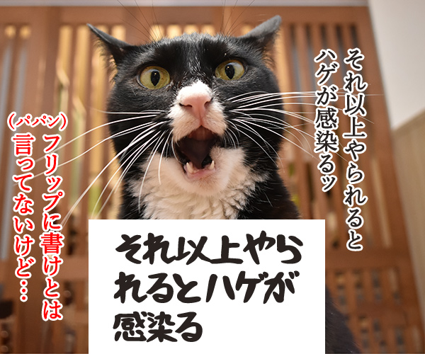 教えてッ だいず先生ッ「それどんな気持ち？」　猫の写真で４コマ漫画　２コマ目ッ