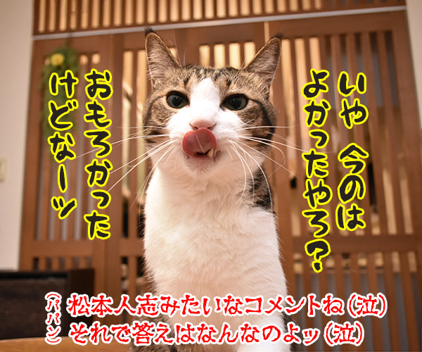 教えてッ だいず先生ッ「それどんな気持ち？」　猫の写真で４コマ漫画　４コマ目ッ