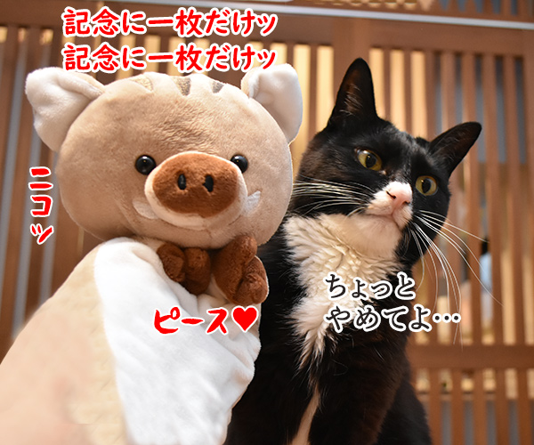 干支の猪も今日で終わりなのッ　猫の写真で４コマ漫画　３コマ目ッ