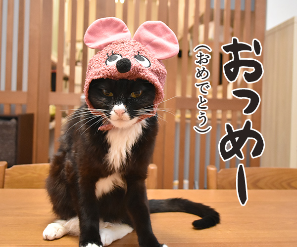 元旦だから新年のご挨拶なのよッ　猫の写真で４コマ漫画　２コマ目ッ