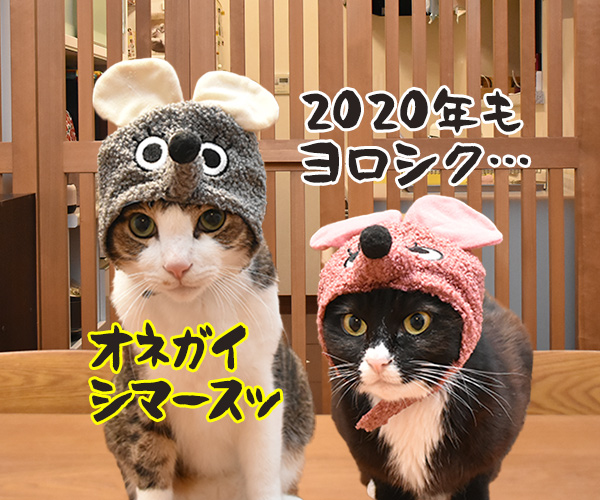 元旦だから新年のご挨拶なのよッ　猫の写真で４コマ漫画　４コマ目ッ