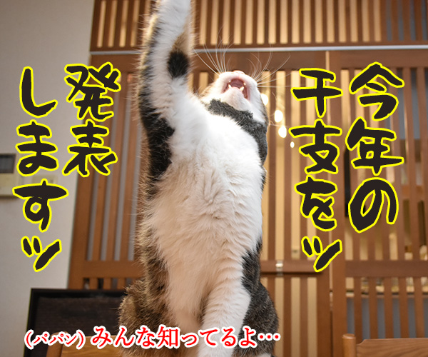 今年の干支を発表しますッ　猫の写真で４コマ漫画　１コマ目ッ