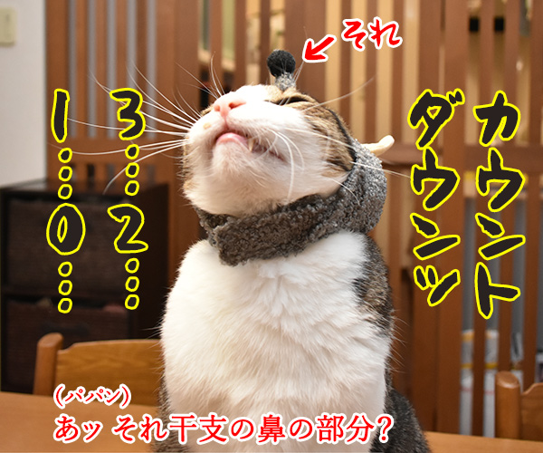 今年の干支を発表しますッ　猫の写真で４コマ漫画　２コマ目ッ