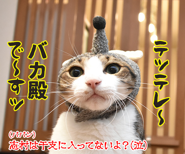 今年の干支を発表しますッ　猫の写真で４コマ漫画　３コマ目ッ