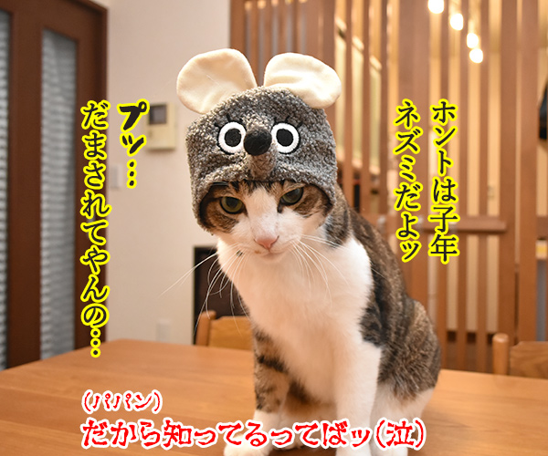 今年の干支を発表しますッ　猫の写真で４コマ漫画　４コマ目ッ