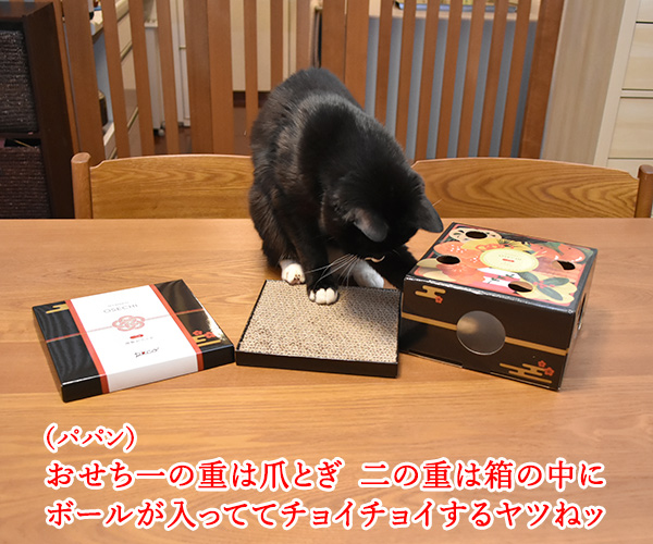 PECOBOXの1月号はお正月特別号なのッ　猫の写真で４コマ漫画　３コマ目ッ