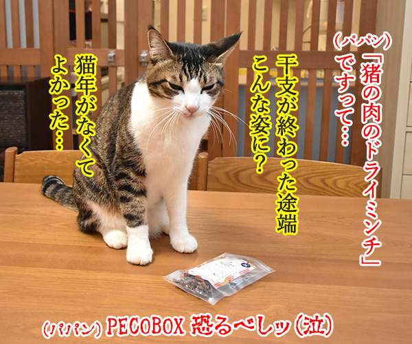 PECOBOXの1月号はお正月特別号なのッ　猫の写真で４コマ漫画　５コマ目ッ