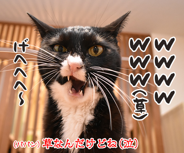 1月7日は「七草」 七草粥を食べるんですってッ　猫の写真で４コマ漫画　４コマ目ッ