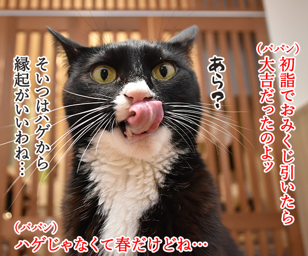 こいつは春から縁起がいいわねッ　猫の写真で４コマ漫画　１コマ目ッ