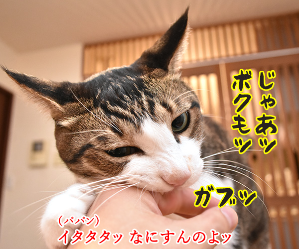 こいつは春から縁起がいいわねッ　猫の写真で４コマ漫画　２コマ目ッ