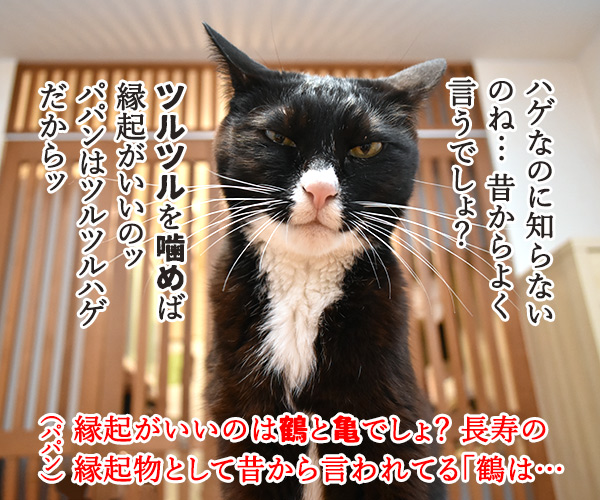 こいつは春から縁起がいいわねッ　猫の写真で４コマ漫画　３コマ目ッ