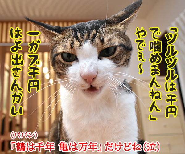 こいつは春から縁起がいいわねッ　猫の写真で４コマ漫画　４コマ目ッ