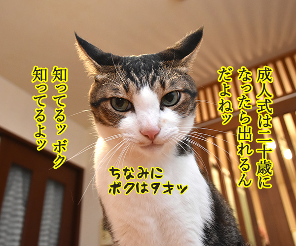 成人式には振袖が着たいのよッ　猫の写真で４コマ漫画　２コマ目ッ