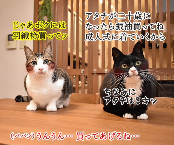 成人式には振袖が着たいのよッ　猫の写真で４コマ漫画　３コマ目ッ