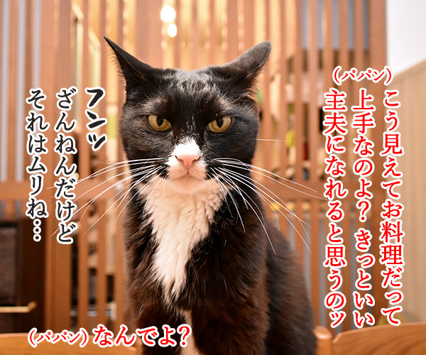 専業主夫になりたいのよッ　猫の写真で４コマ漫画　２コマ目ッ