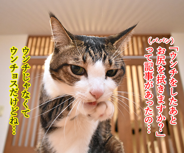 ウンチをしたあと、猫のお尻を拭きますか？