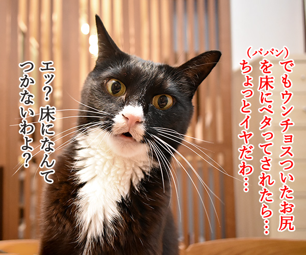 ウンチをしたあと、猫のお尻を拭きますか？　猫の写真で４コマ漫画　３コマ目ッ