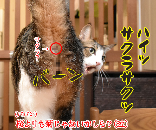 受験生のみんなッ センター試験ガンバルのよッ　猫の写真で４コマ漫画　４コマ目ッ